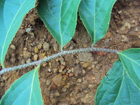 Celastrus paniculatus Willd. resmi