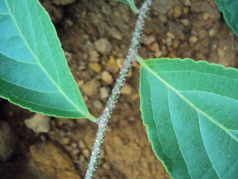 Слика од Celastrus paniculatus Willd.