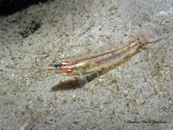 Image of Bridled Goby