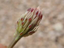 Image of Cooper's dogweed