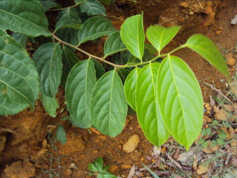 Слика од Celastrus paniculatus Willd.