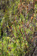 Image of Cliffortia heterophylla Weim.
