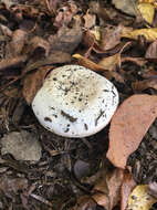 Imagem de Agaricus californicus Peck 1895