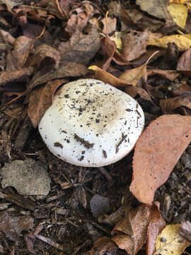 Image of Agaricus californicus Peck 1895