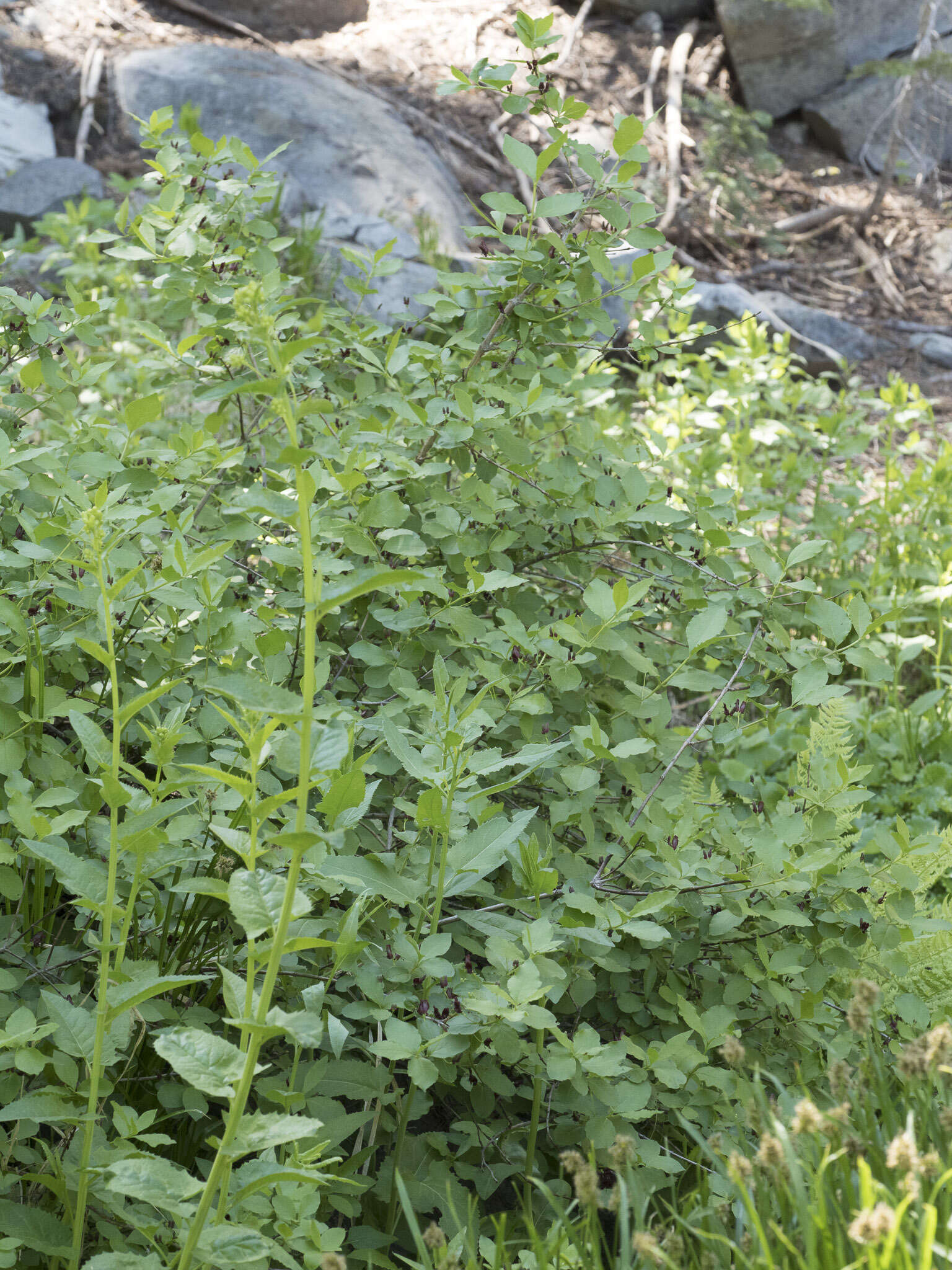 Image of purpleflower honeysuckle