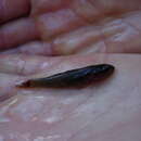 Image of Dwarf Flathead Gudgeon