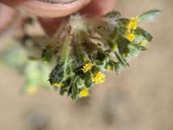 Image of Mojave woolly sunflower