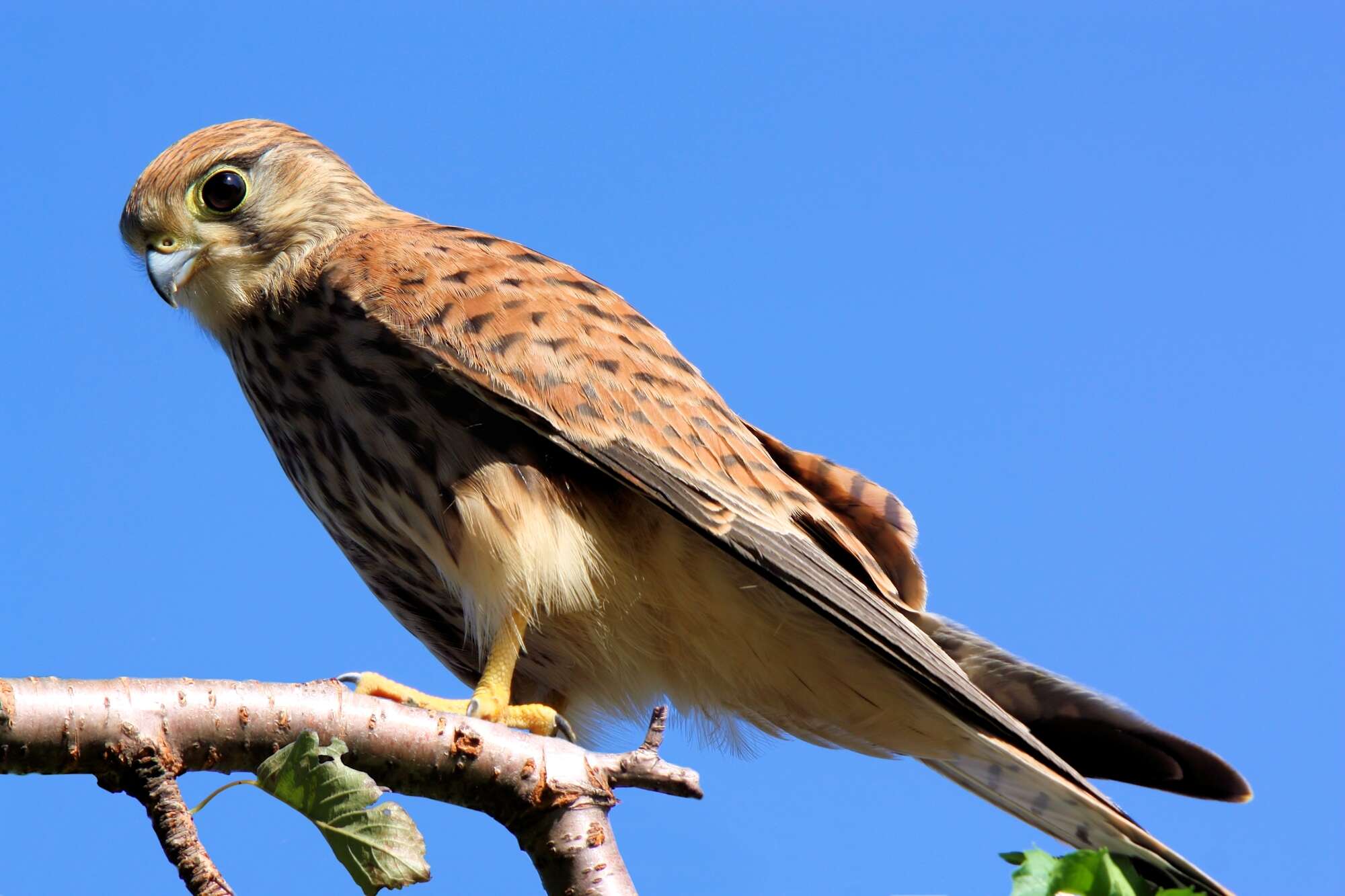 Image of kestrel, common kestrel