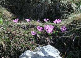 Primula minima L. resmi