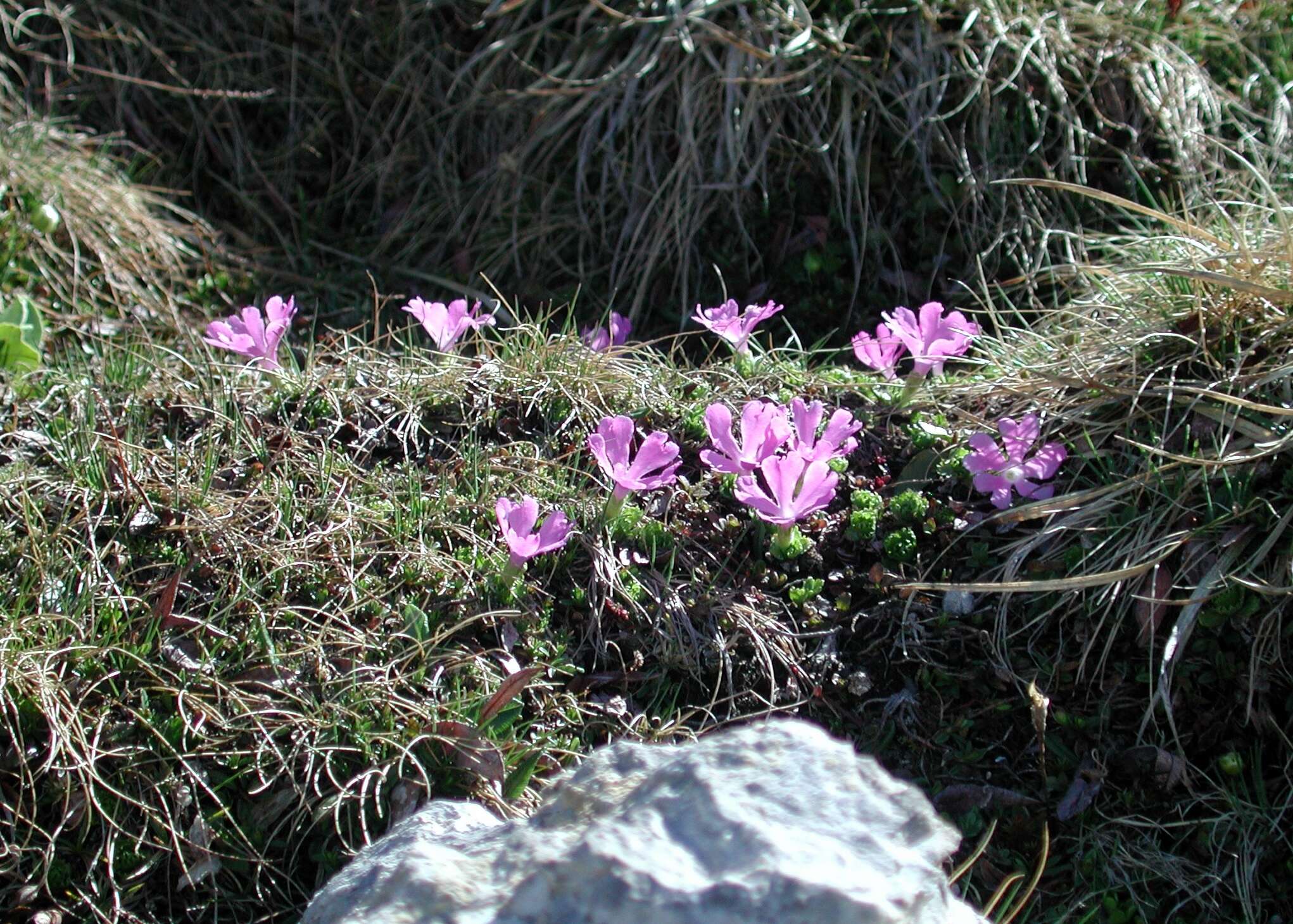 Image of Primula minima L.