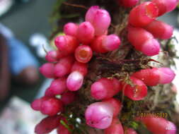 Image of Medinilla quadrangularis Jumelle & Perrier