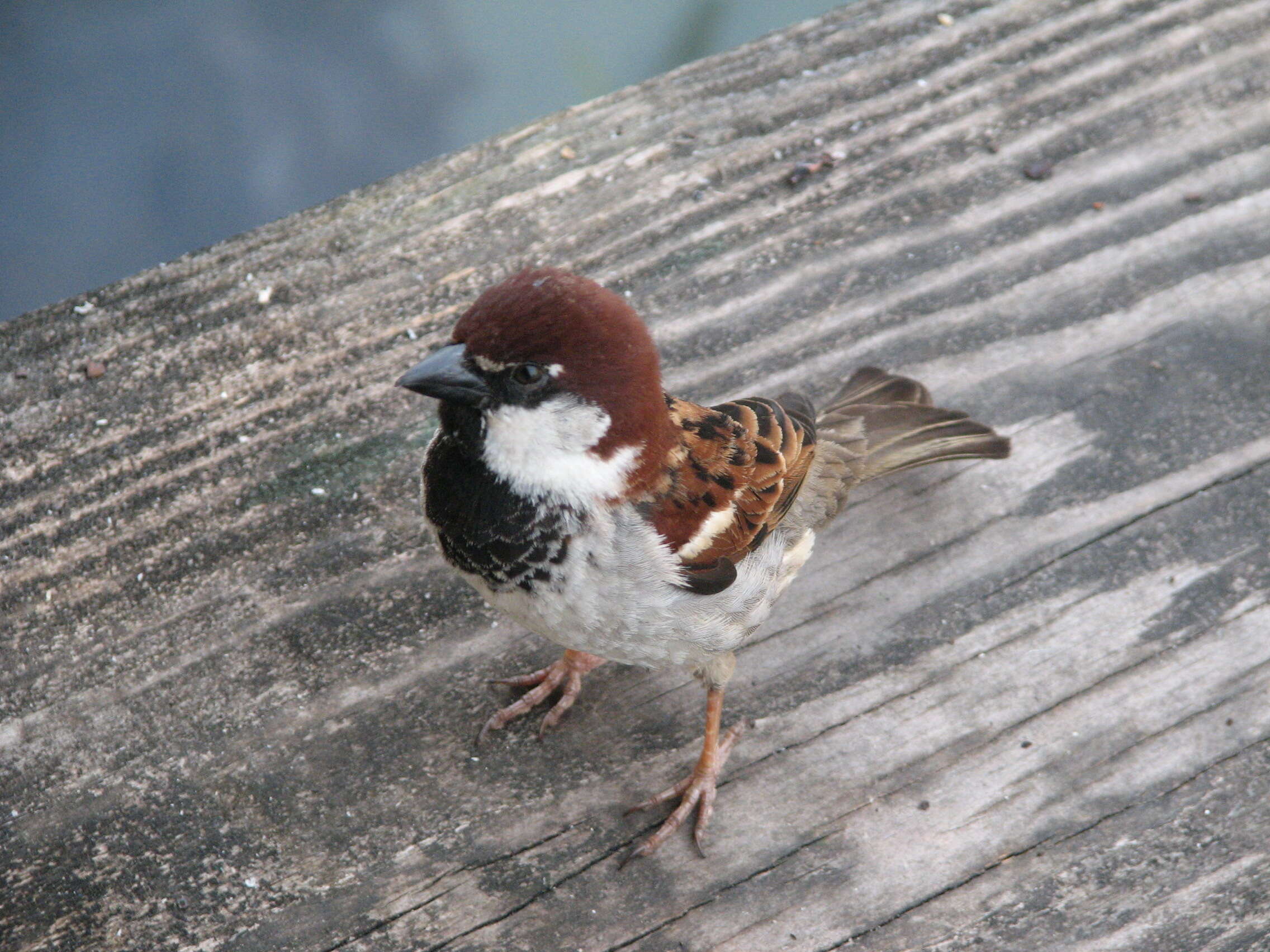 Image of Italian Sparrow