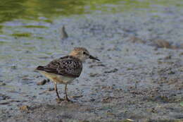 Image of Temminck's Stint