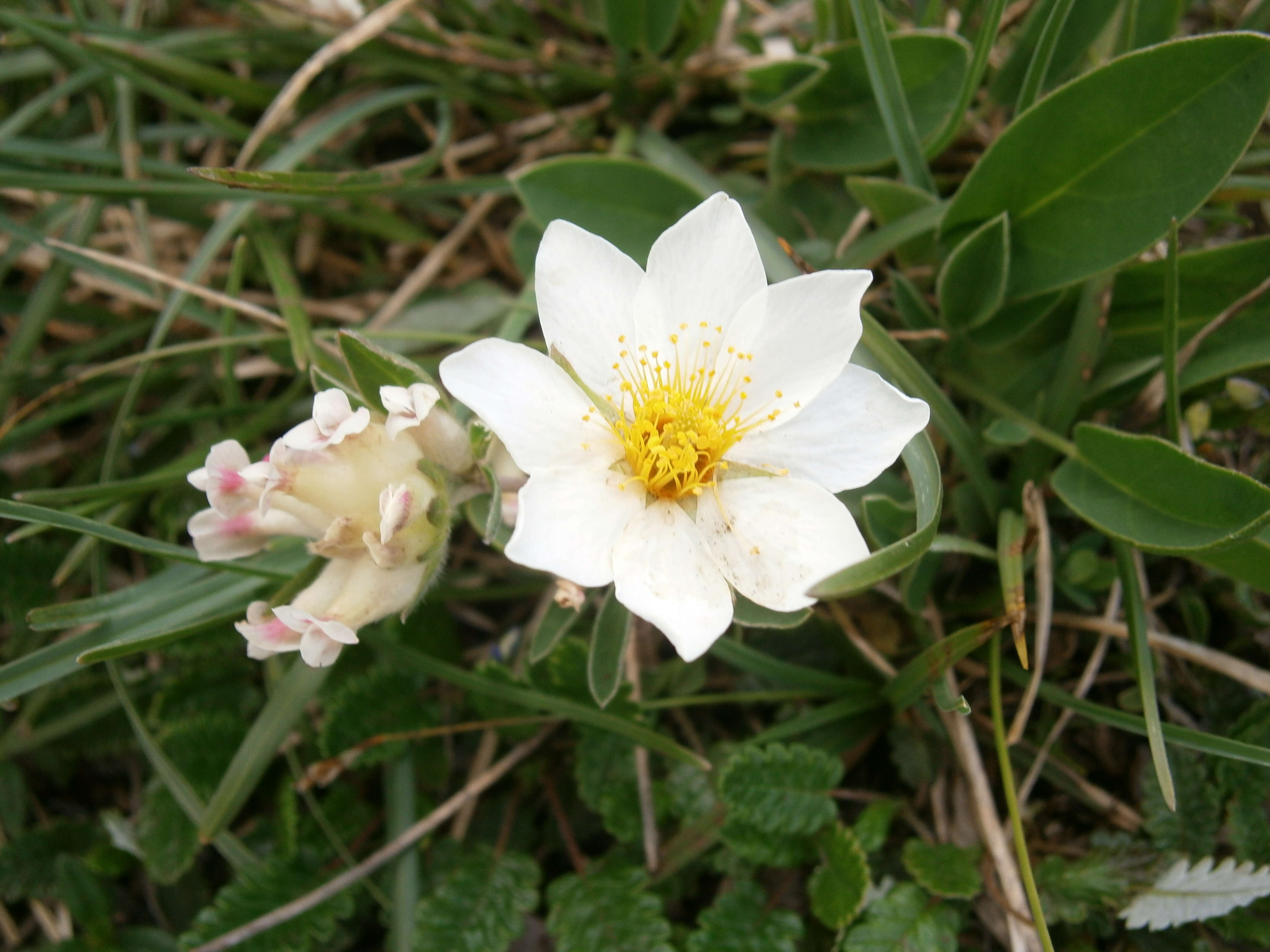 Imagem de Dryas octopetala L.