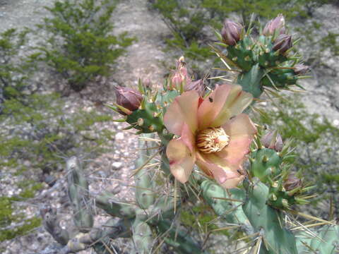 Cylindropuntia × antoniae resmi