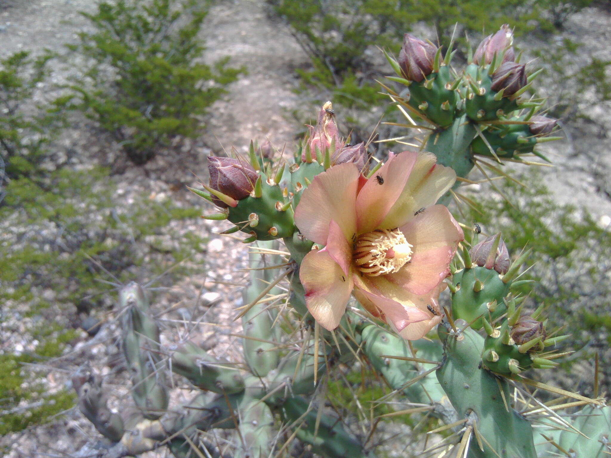 Image of Cylindropuntia × antoniae