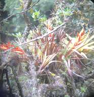 Image of Tillandsia confinis L. B. Sm.