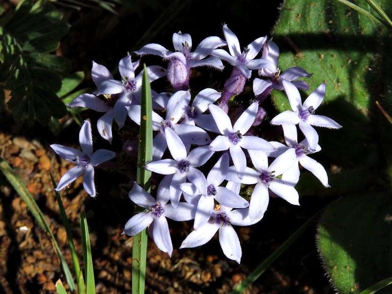 Image of Pentanisia prunelloides subsp. latifolia (Hochst.) Verdc.