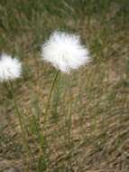 Plancia ëd Eriophorum scheuchzeri Hoppe