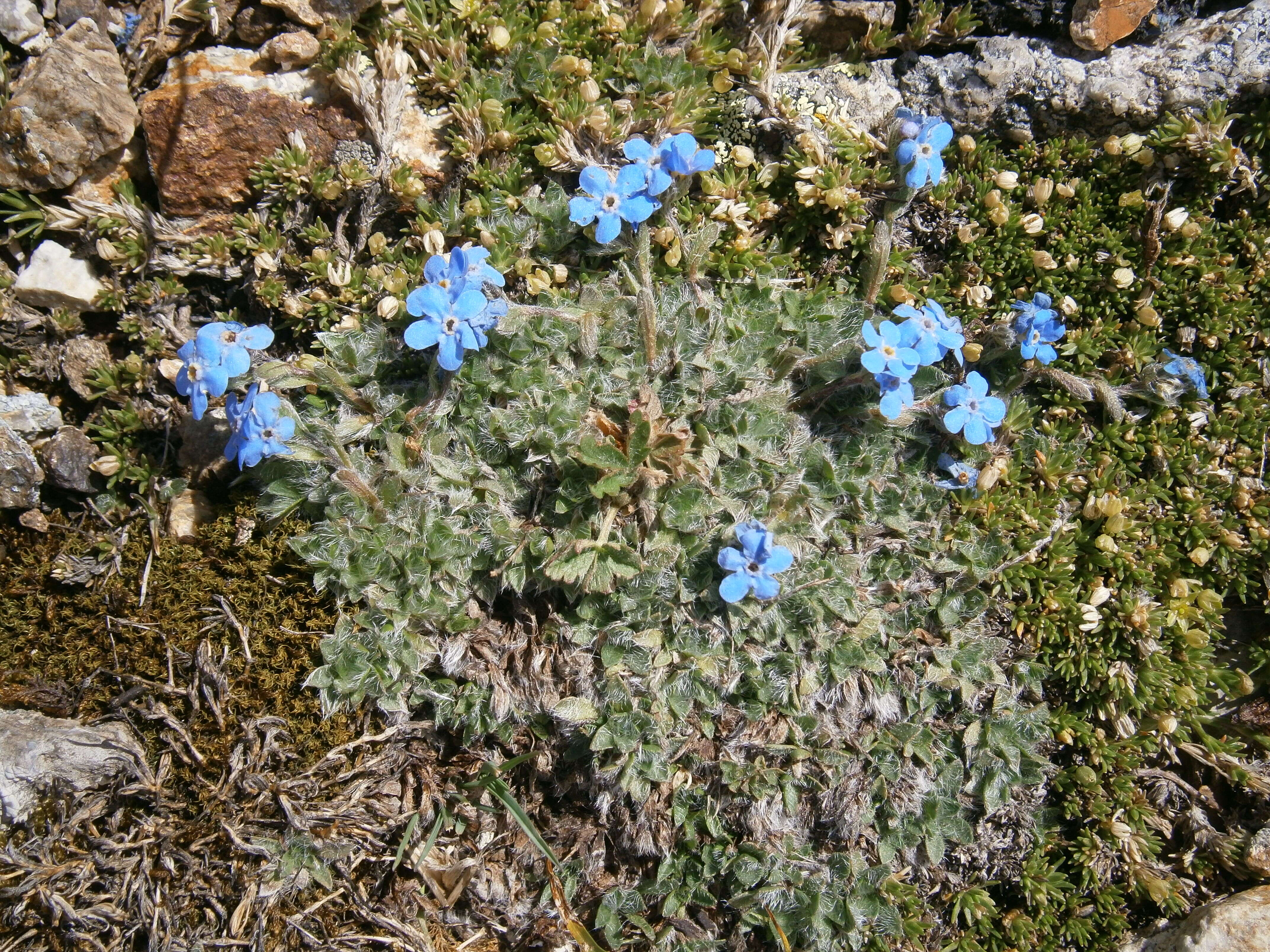 Imagem de Eritrichium nanum (L.) Gaudin