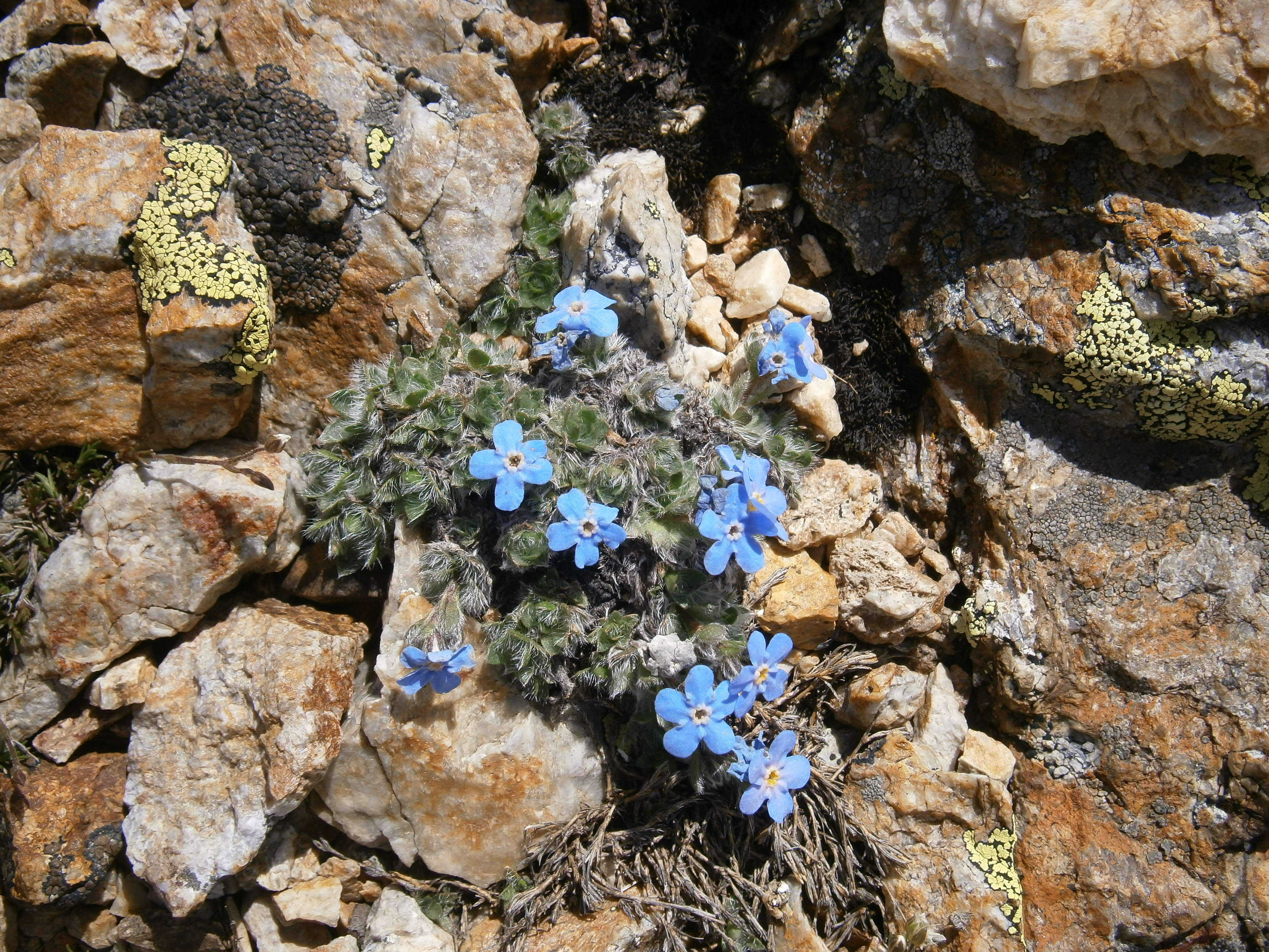 Imagem de Eritrichium nanum (L.) Gaudin