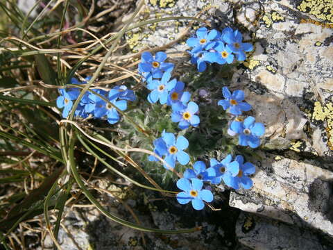 صورة Eritrichium nanum (L.) Gaudin