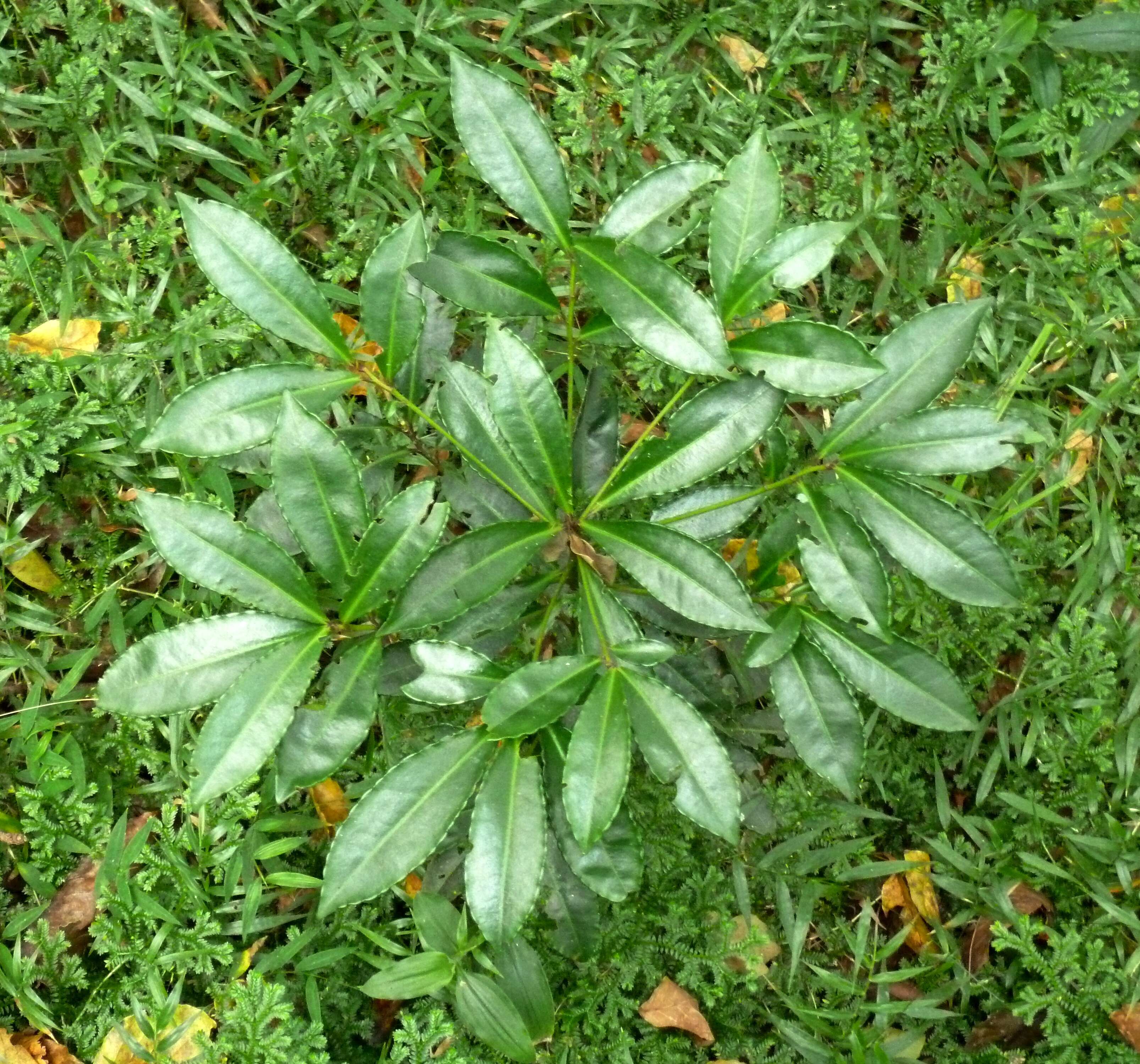 Plancia ëd Ardisia crenata Sims