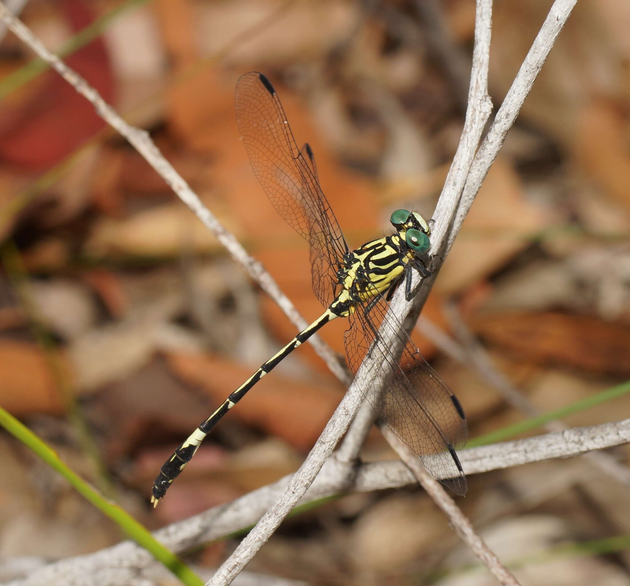 Imagem de Austrogomphus amphiclitus (Selys 1873)