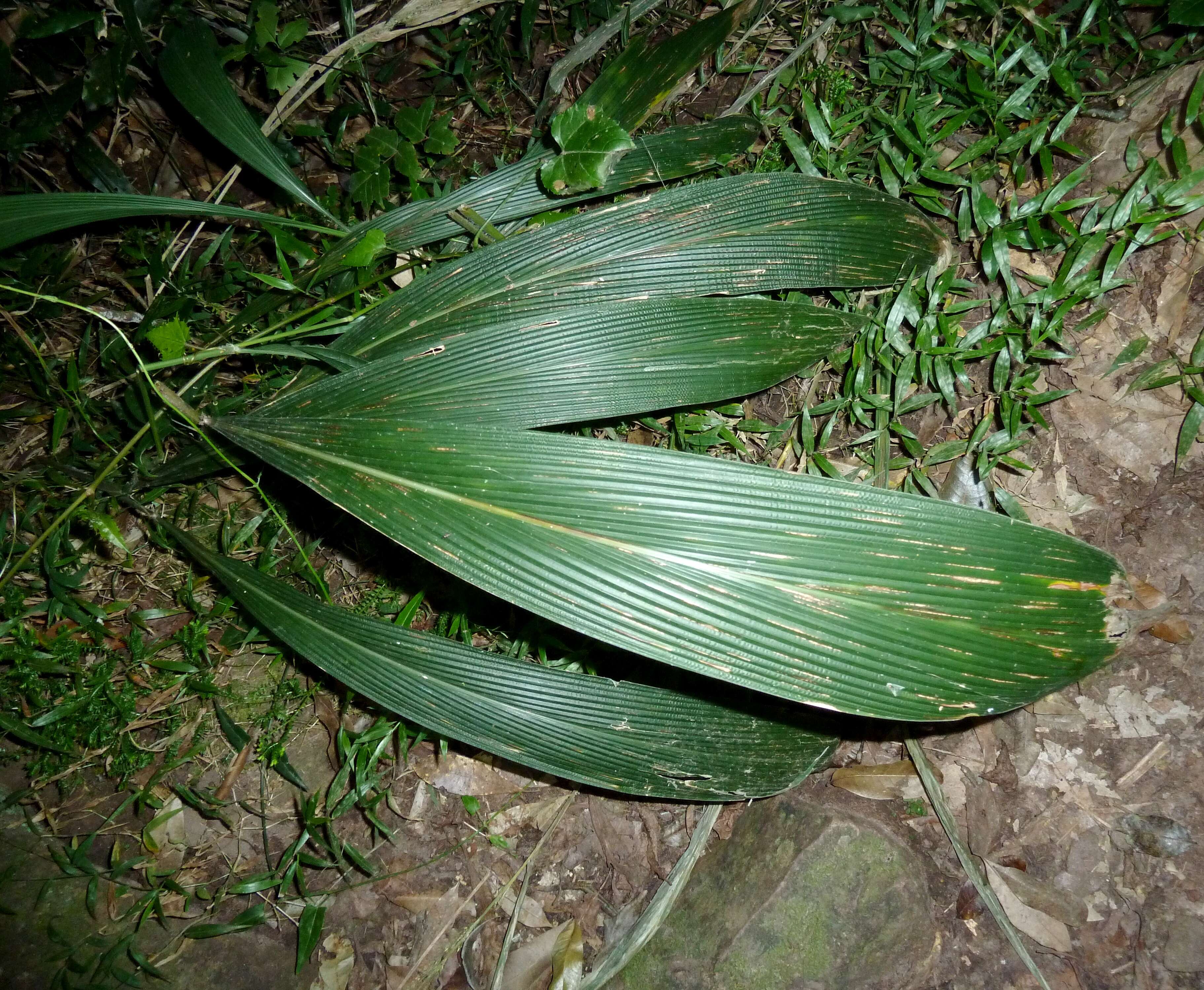 Image de Setaria megaphylla (Steud.) T. Durand & Schinz