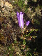 Image of Campanula komarovii Maleev