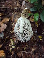 Image of Bridal veil stinkhorn