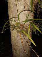 Image de Encyclia alata subsp. virella Dressler & G. E. Pollard