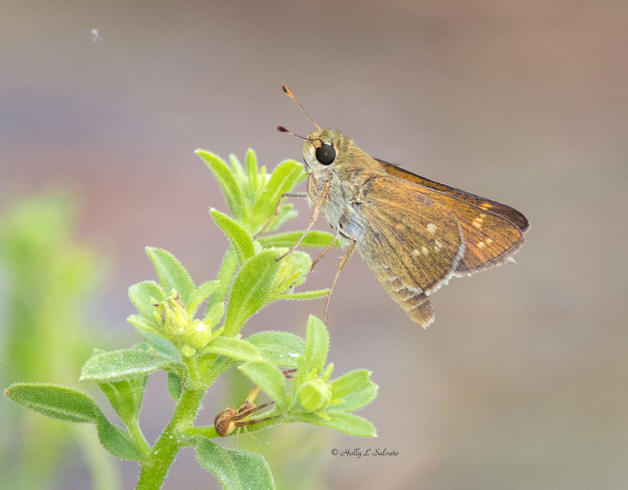 Image of Dotted Skipper