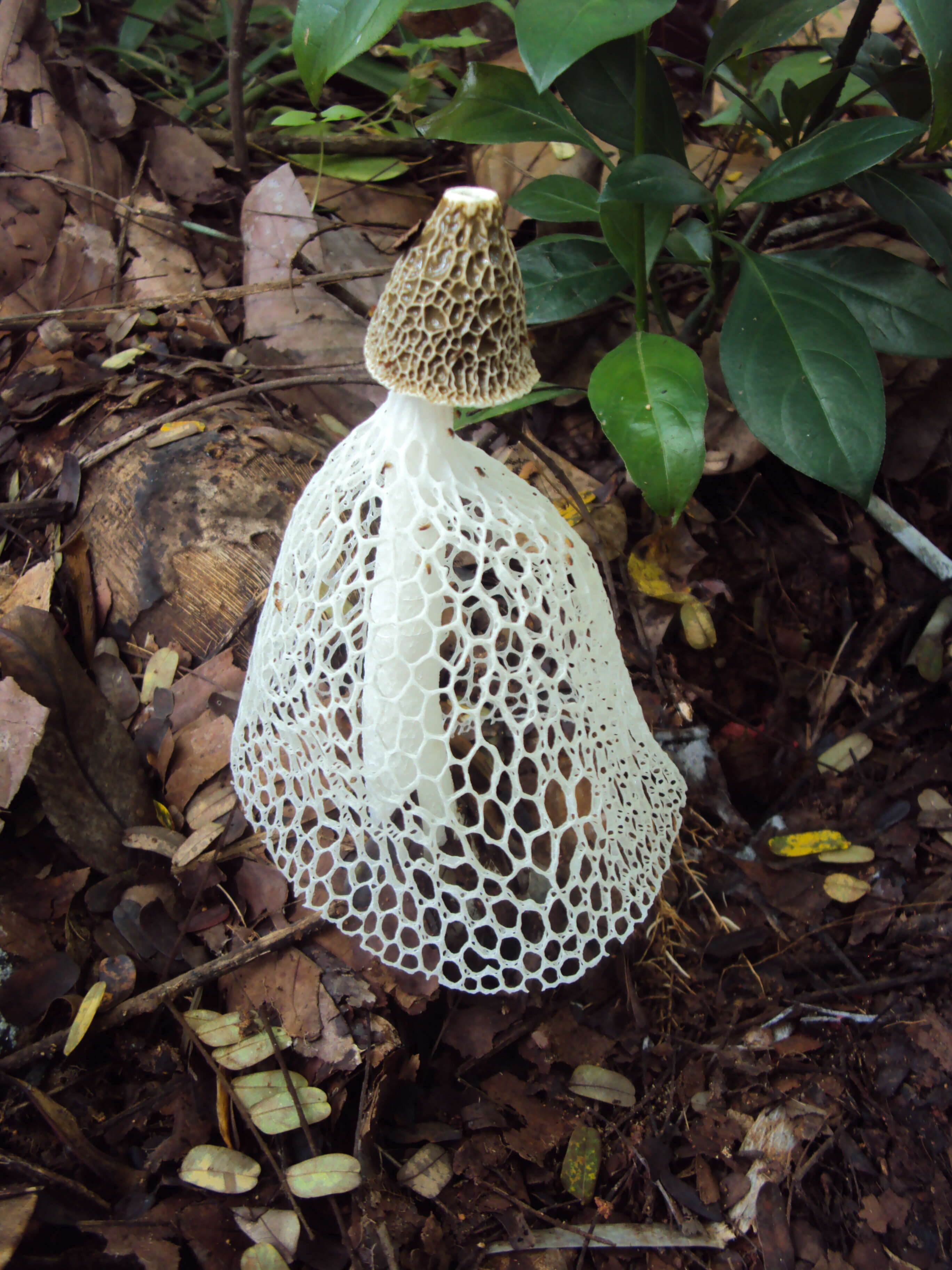 Image of Bridal veil stinkhorn