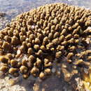 Plancia ëd Acropora gemmifera (Brook 1892)