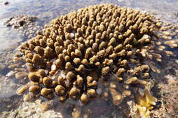 Image of Acropora gemmifera (Brook 1892)