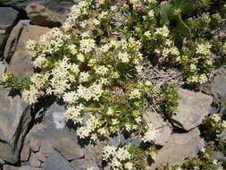 Imagem de Galium megalospermum All.