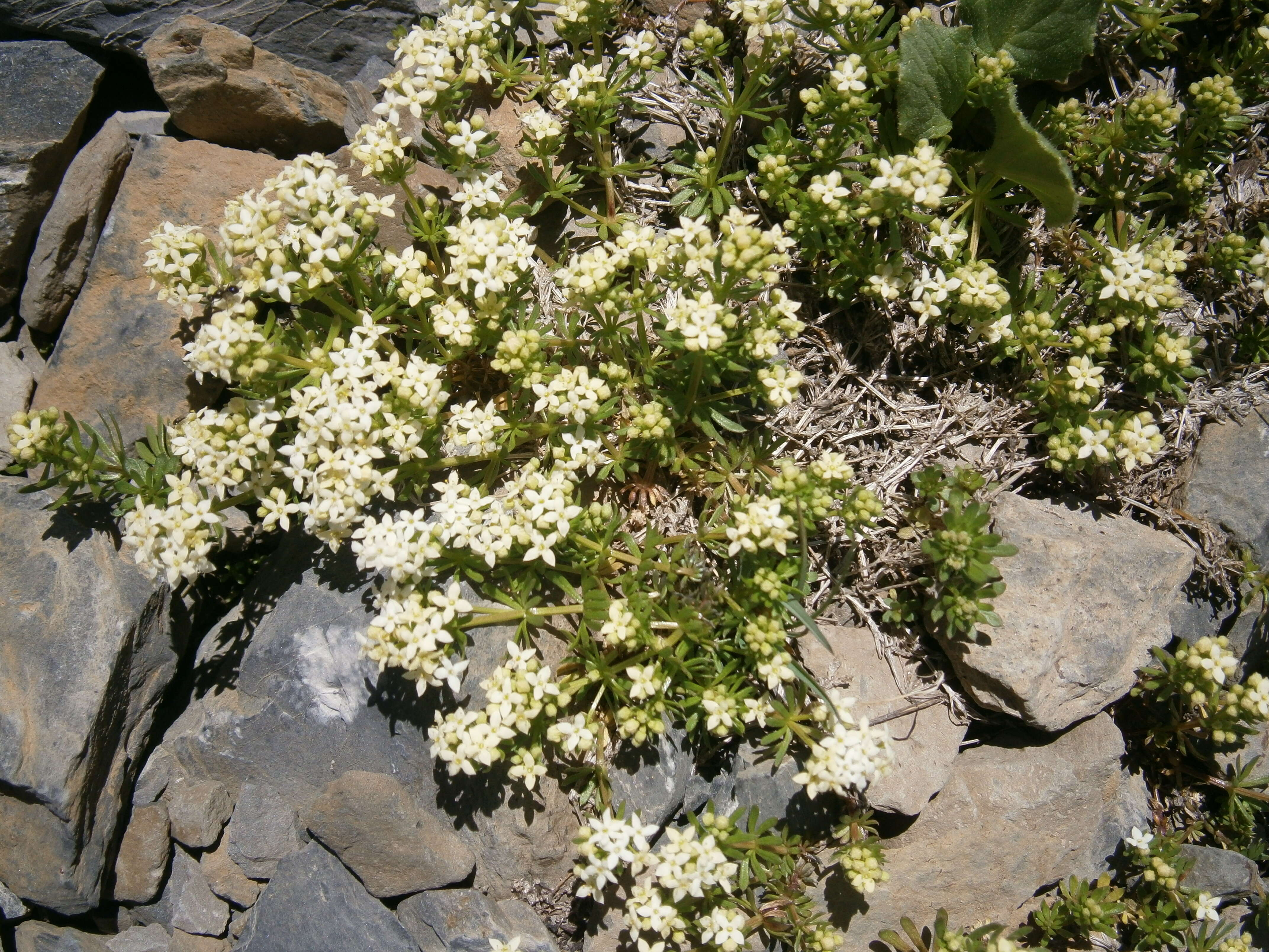 Plancia ëd Galium megalospermum All.