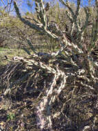 Image of buck-horn cholla