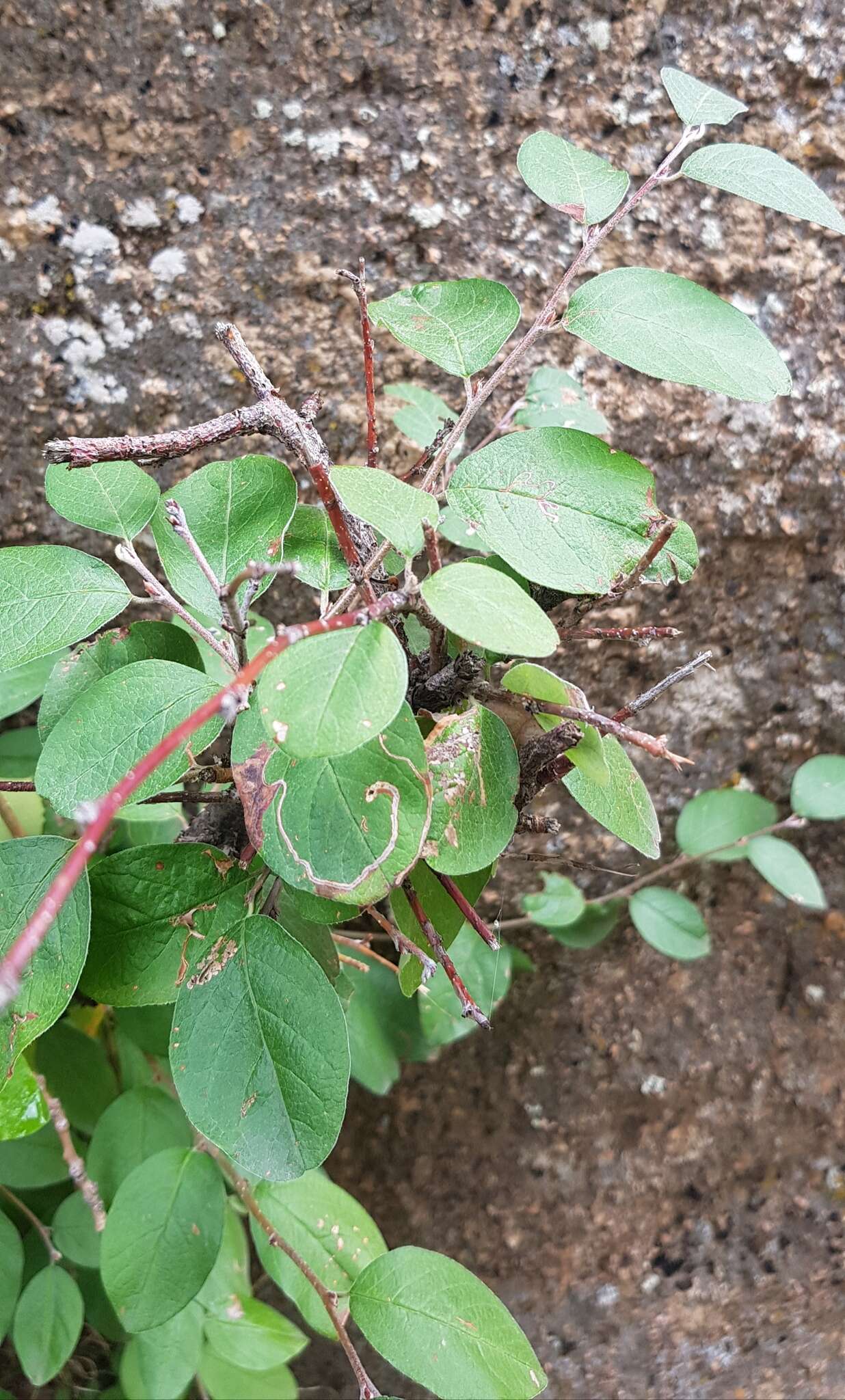 Image of Cotoneaster mongolicus Pojark.