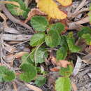 Hibbertia grossulariifolia (Salisb.) Salisb. resmi