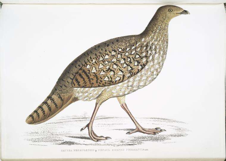 Imagem de Tragopan Cuvier 1829