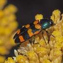 Image of Castiarina livida (Barker 1987)