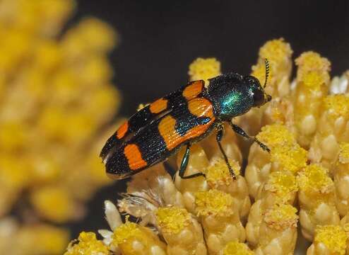 Image of Castiarina livida (Barker 1987)