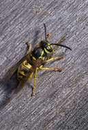 Image of German Wasp