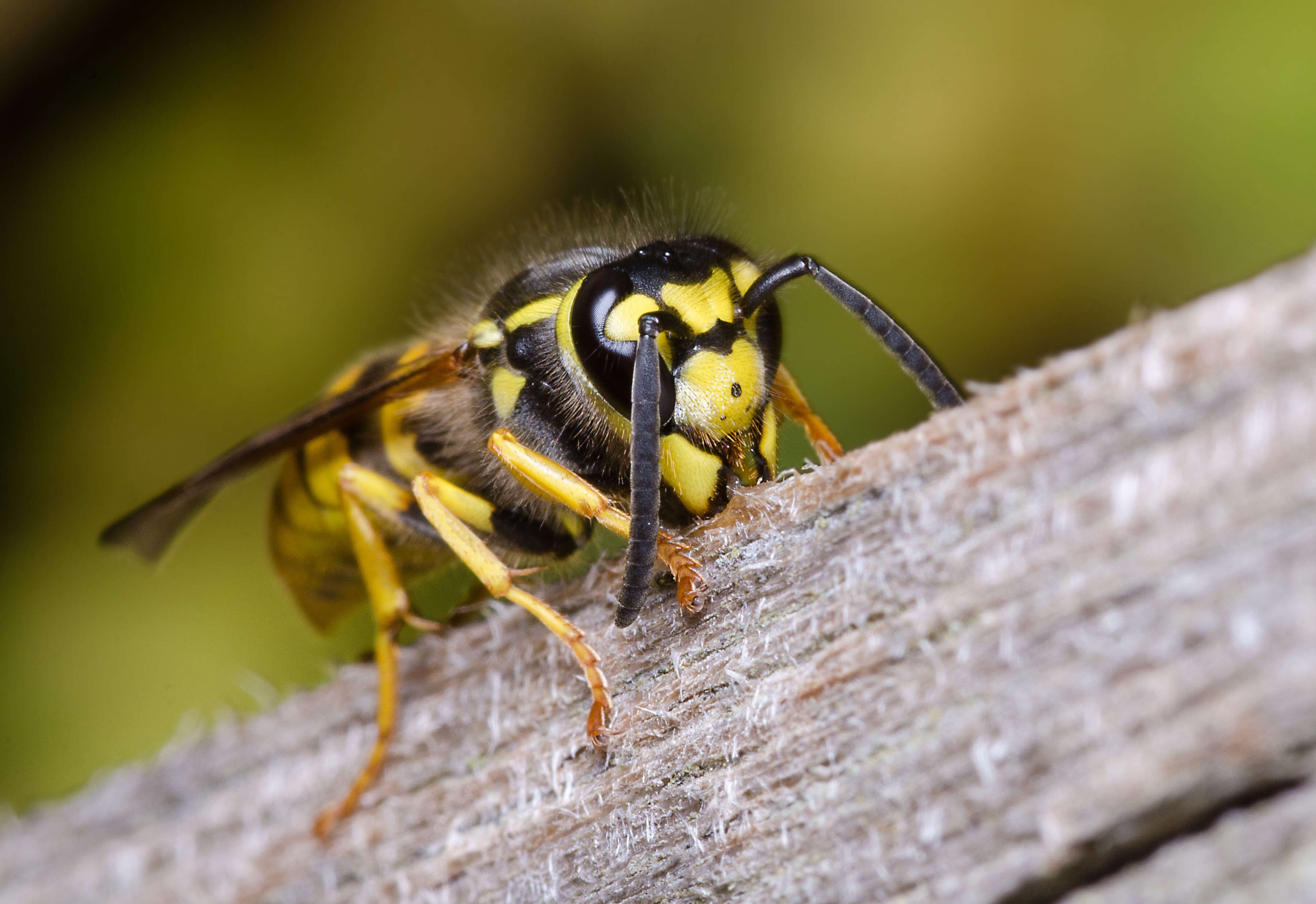 Image of German Wasp