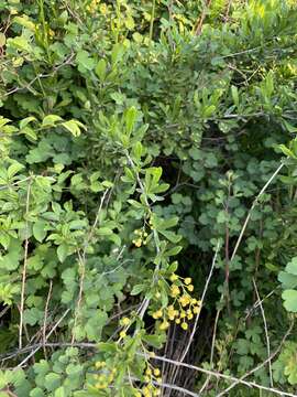 Image of Berberis poiretii C. K. Schneid.