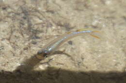 Image of Blueback blue eye