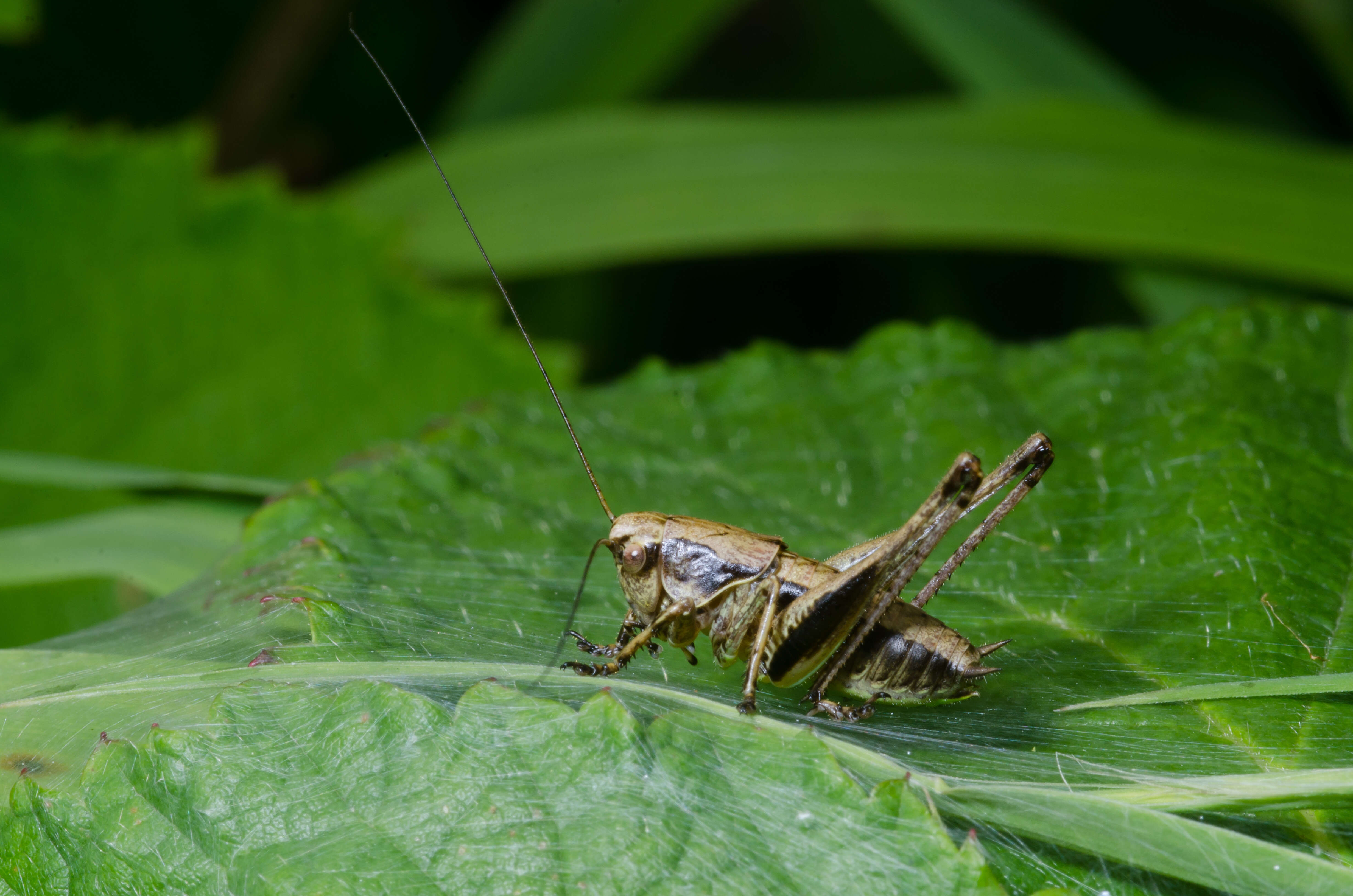 Image of dark bush-cricket