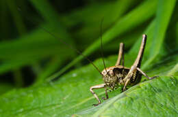 Image of dark bush-cricket